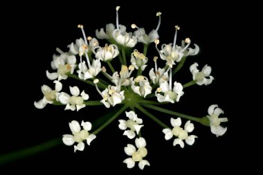 Yer Yaşlısı (Aegopodyum podagraria). Umbellule Kapanış