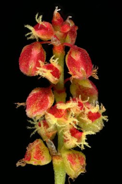 Koyun Sorrel (Rumex asetosella). Dişi Çiçekler Kapanış