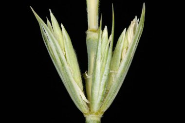 Mamut Wild Rye (Leymus racemosus). Spikelets Kapanış