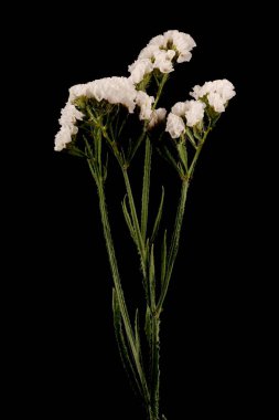 Wavyleaf Sea Lavender (Limonyum sinuatum). Alışkanlık