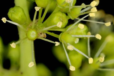 Üzüm Vine (Vitis vinifera). Çiçekler yakın plan