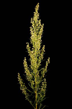 Tarhun (Artemisia dracunculus). Enfeksiyon. Yakın çekim.