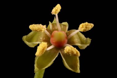 Thicket Creeper (Parthenocissus inserta). Çiçek Kapanışı