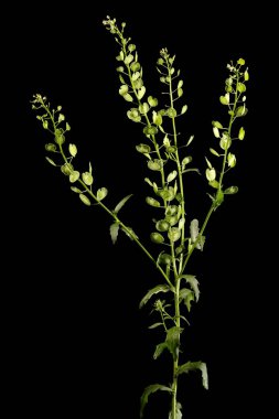 Field Penny-Cress (Thlaspi arvense). Alışkanlık
