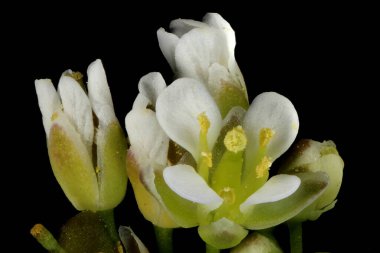 Shepherd & apos; 's Çanta (Capsella bursa-pastoris). Çiçekler yakın plan