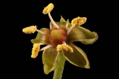 Thicket Creeper (Parthenocissus inserta). Çiçek Kapanışı