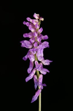 Tufted Vetch (Vicia cracca). Enfeksiyon. Yakın çekim.