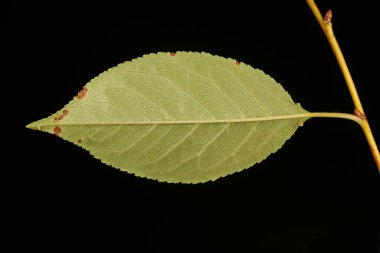 Cüce Kiraz (Prunus cerasus). Yaprak Kapanışı