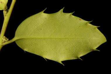 Holly (Ilex aquifolium). Yaprak Kapanışı