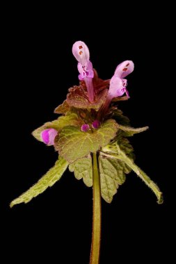 Kesik Yaprak Ölü Nettle (Lamium purpureum). Enfeksiyon. Yakın çekim.