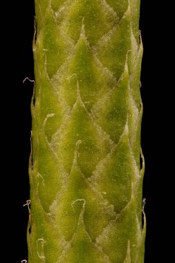 Kesilmiş Clubmoss (Lycopodium nototinum). Strobilus Ayrıntısı Kapatma