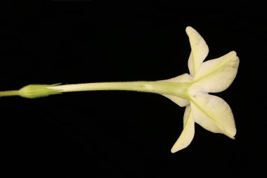 Tatlı Tütün (Nicotiana alata). Çiçek Kapanışı