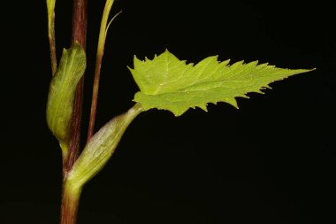 Dar Kafalı Leopar Bitkisi (Ligularia stenocephala). Yaprak Kapanışı