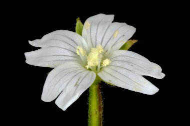 Marsh Willowhere (Epilobium palustre). Çiçek Kapanışı