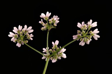 Kişniş (Coriandrum sativum). Umbel Yakın Çekim