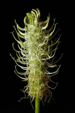 Çivili Rampion (Phyteuma spicatum). Enfeksiyon. Yakın çekim.