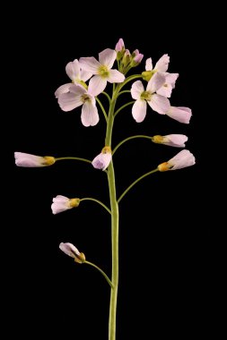 Karabuğday (Cardamine pratensis). Enfeksiyon. Yakın çekim.
