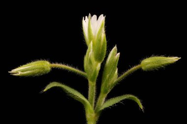 Fare kulaklı (Cerastium fontanum). Enfeksiyon. Yakın çekim.