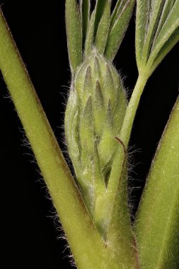 Bahçe Lupin (Lupinus polyphyllus). Genç Infloresans Yakın plan