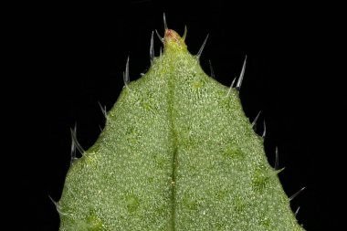 Yıllık Bugloss (Anchusa arvensis). Yaprak Ayrıntısı Kapatma