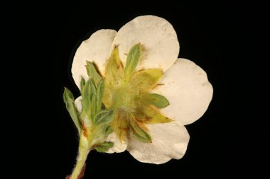 Davurian Cinquefoil (Dasiphora glabrata). Çiçek Kapanışı