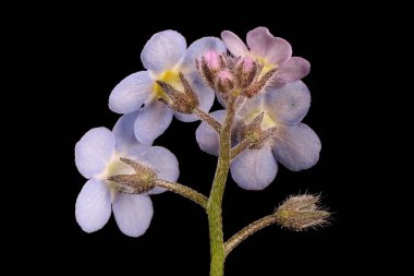 Wood Forget-Me-Not (Myosotis sylvatica). Inflorescence Detay Kapatma