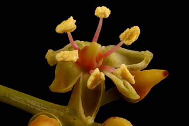 Thicket Creeper (Parthenocissus inserta). Çiçek Kapanışı