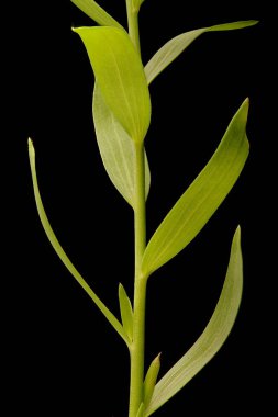 Kızıl Flax (Linum grandiflorum). Kök ve Yapraklar Kapalı