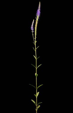 Çivili Speedwell (Veronica Spicata). Alışkanlık