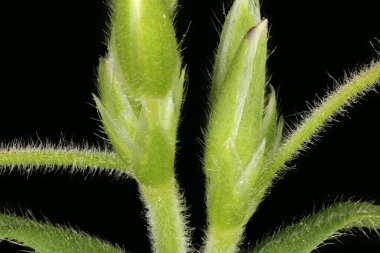 Fare kulaklı (Cerastium fontanum). Çiçek tomurcukları Yakın plan