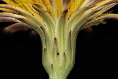 Kedi kulağı (Hypochaeris radicata). Dahil Olarak Yakın Çekim