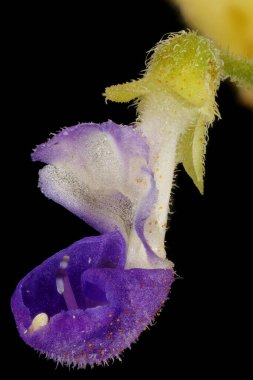 Boyalı Nettle (Plectranthus scutellarioides). Çiçek Kapanışı