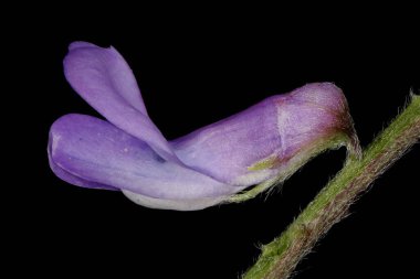 Tufted Vetch (Vicia cracca). Çiçek Kapanışı
