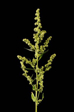 Orache (Atriplex patula). Enfeksiyon. Yakın çekim.