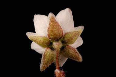 Mısır Spurrey (Spergula arvensis). Çiçek Kapanışı