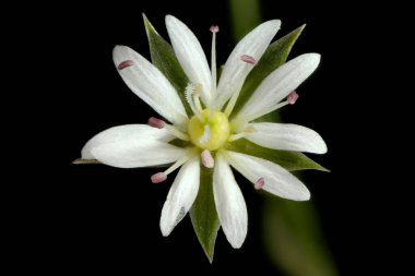 Küçük Stitchwort (Stellaria graminea). Çiçek Kapanışı
