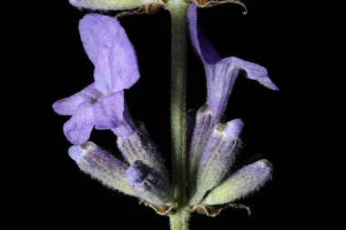 İngiliz Lavantalı (Lavandula angustifolia). Inflorescence Detay Kapatma