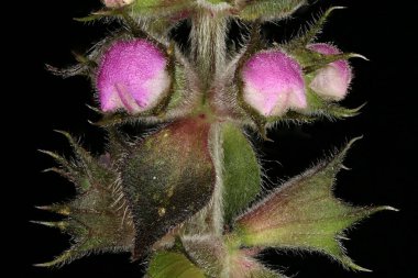 Marsh Woundwort (Stachys palustris). Calyces ve Çiçek Tomurcukları Yakın plan
