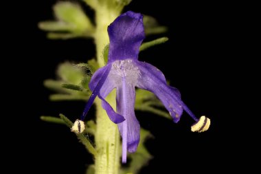 Çivili Speedwell (Veronica Spicata). Çiçek Kapanışı