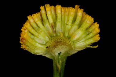 Tansy (Tanasetum vulgare). Capitulum Çapraz Bölümü