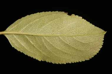 Mitschurin & apos; 's Chokeberry (Aronia mitschurinii). Yaprak Kapanışı