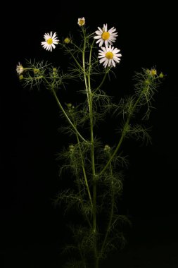 Kokusuz Mayweed (Tripleurospermum inodorum). Alışkanlık
