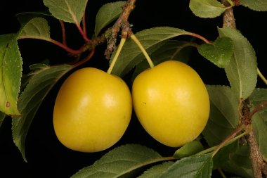 Kiraz eriği (Prunus cerasifera). Meyve Kapanışı