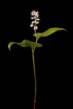 Lily (Maianthemum bifolium). Alışkanlık