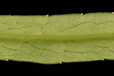 Şeftalili Çan Çiçeği (Campanula persicifolia). Yaprak Ayrıntısı Kapatma