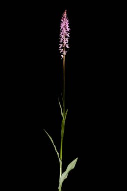 Benekli Orkide (Dactylorhiza fuchsii). Alışkanlık