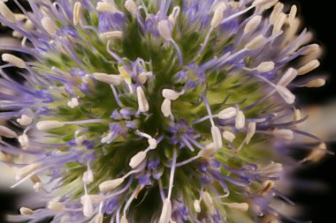 Mavi Eryngo (Eryngium planum). Inflorescence Detay Kapatma