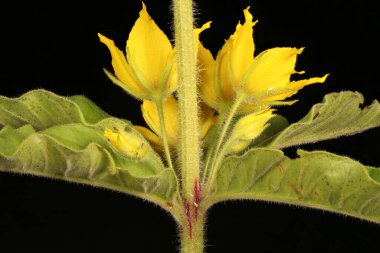 Noktalı Gevşetici (Lysimachia punctata). Inflorescence Detay Kapatma