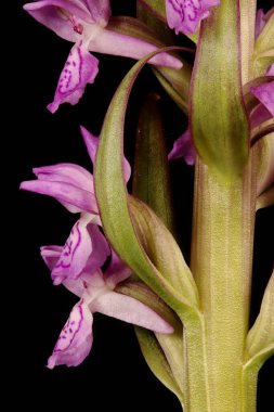 Erken Marsh Orkidesi (Dactylorhiza incarnata). Inflorescence Detay Kapatma