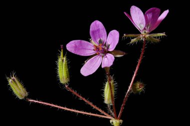 Yaygın Stork & apos; s-Bill (Erodyum cicutarium). Enfeksiyon. Yakın çekim.